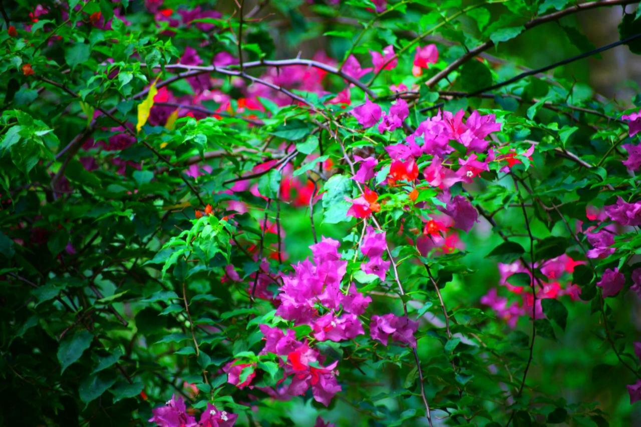 Green Garden Cabanas Tangalle Kültér fotó