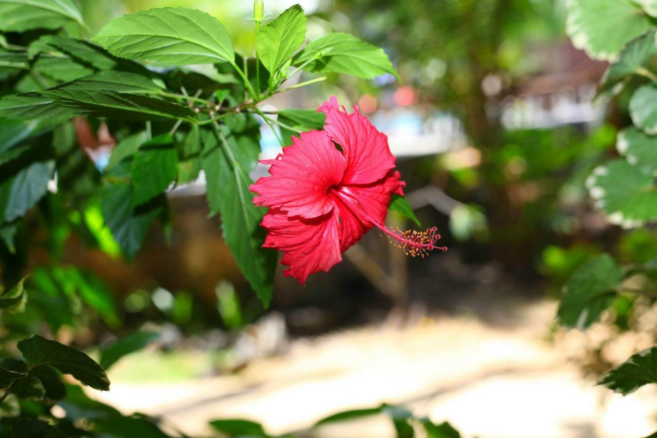 Green Garden Cabanas Tangalle Kültér fotó